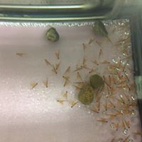 Salmon Will Be Released on April 13