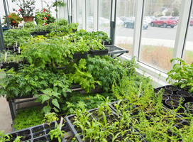 Botany Plant Sale Saturday, May 18